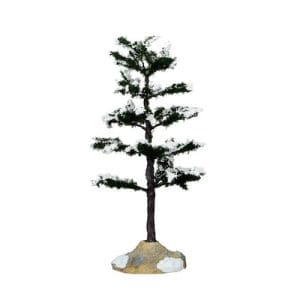 Conifer Tree, Medium