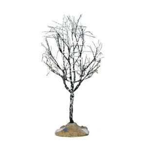 Butternut Tree, Small