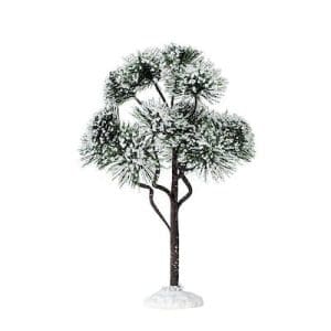 Mountain Pine, Large