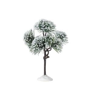 Mountain Pine, Medium