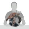 Edge Sea Turtle Figure - Image 2
